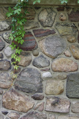 Thick green ivy vine leaves on rock wall