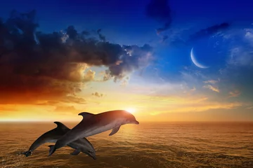 Photo sur Plexiglas Dauphin Fond de vie marine - dauphins sautant, coucher de soleil rougeoyant