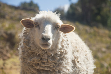 Lamb (sheep) closeup portrait on a sunny day.
