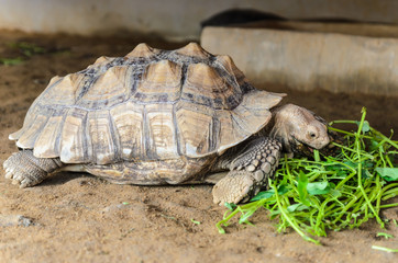 Turtle eating vegetables
