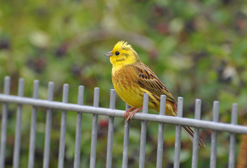 Girlitz M&auml;nnchen