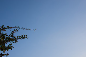 The leaves of the trees and the sky above.