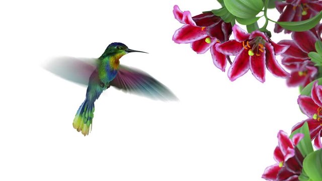 Humming bird, 3d animation