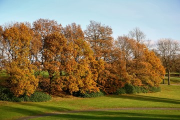 Fototapeta premium Beautiful autumn landscape with coloured trees, blue sky and green field.