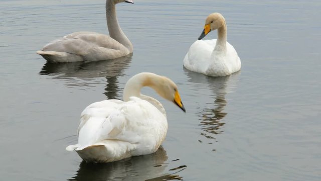 swans family floating on pond and cleaning feathers, daytime, birdwatching