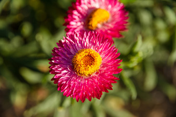 Red flower in the garden.