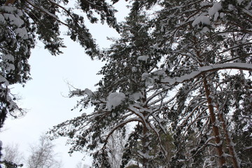 Beautiful winter landscape with snow covered trees 30075