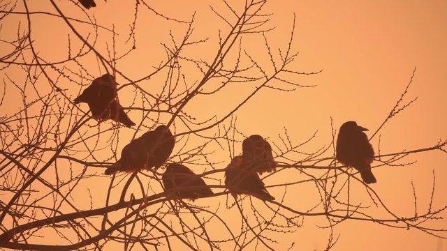 nature sunset crows flock of birds sitting on the tree cold winter