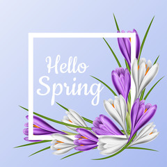 Square frame with purple and white crocus flower for spring and Easter