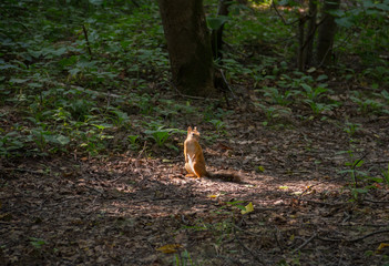 young beautiful red squirrel standing and looking at the forest track in sunlight