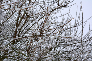 Obraz premium beautiful winter horizontal landscape: a branch in the snow, texture, background 