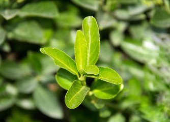 Young bush of green tea close-up day in the greenhouse garden