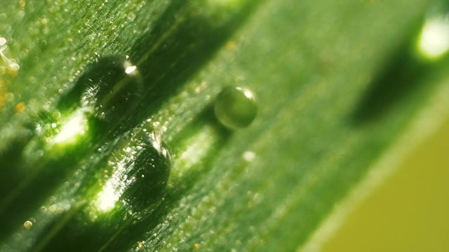 Macro close up and time laps of waterdrops on green grass while sunlight moves during day
