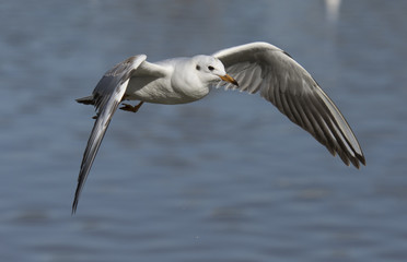 larus