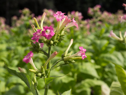 Tabak - Bl&uuml;te der Tabakpflanze - Tabakfeld