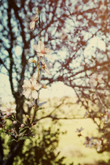 wooden rustic table in front of cherry tree