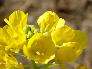 canola flower/Tateyama,Chiba