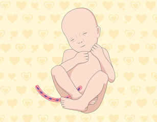 Little Baby / Fetus. Vector Illustration - obrazy, fototapety, plakaty
