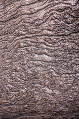 Texture of old stump wood