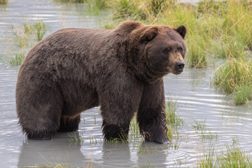 Brown Bear