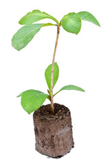 Young teak plant isolated on white background