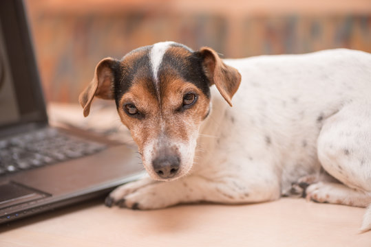 Computer Dog - Jack Russell Terrier