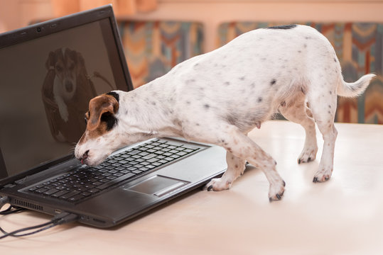 Computer Dog - Jack Russell Terrier