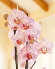 Preciosa orquídea rosa