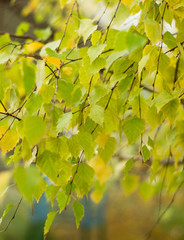 birch leaves on the branch
