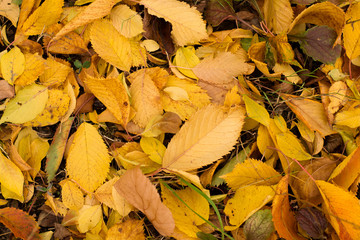 Autumn leaves on the grass