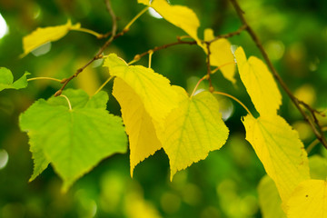 yellow birch leaves