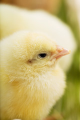 Close up photo of little chickens on the green grass