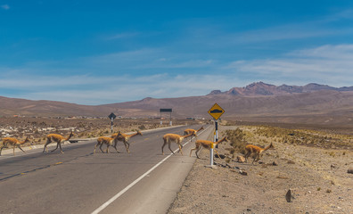 Fototapeta na wymiar Group of wild animals (vicuna) dangerously crossing the road in the desert.