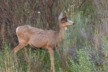 Mule Deer Doe