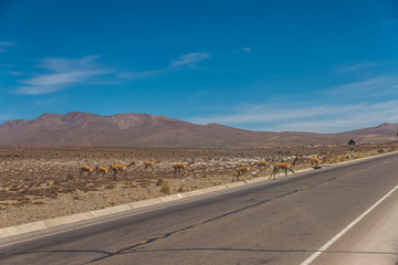 Group of wild animals (vicuna) dangerously crossing the road in the desert.