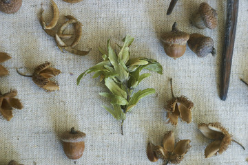 seeds of plants and trees
