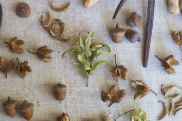 seeds of plants and trees
