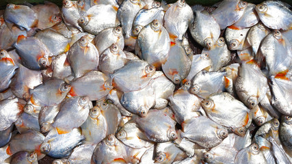 Piranhas on a fish market in the Amazon, Brazil