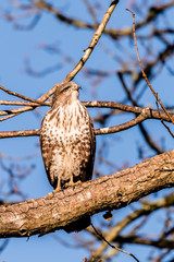 Buzzard perched on branch in sunshine