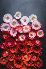 Beautiful poppies