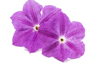 Clematis Isolated