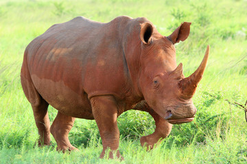 Fototapeta premium Nashorn Mutter Südafrika