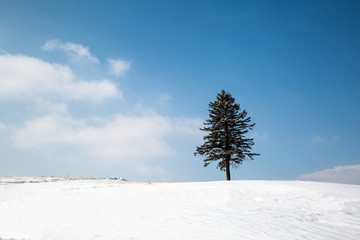 A winter tree in blue sky