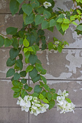 white bougainvillea flower on the wall