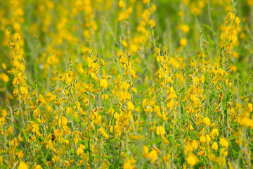 yellow wallpaper of yellow flower