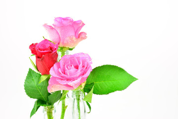 Fototapeta premium Valentinstag Motiv - Rosen mit Wassertropfen vor weißem Hintergrund mit Textfreifeld