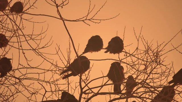 sunset nature crows flock of birds sitting on the tree winter cold