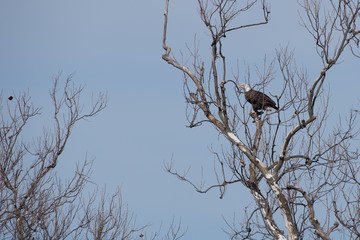 American Bald Eagle (Haliaeetus leucocephalus) sitting in a tree