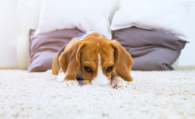 Dog on white fluffy carpet at home