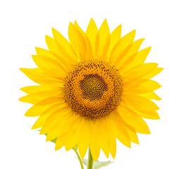 flower of sunflower isolated on white background